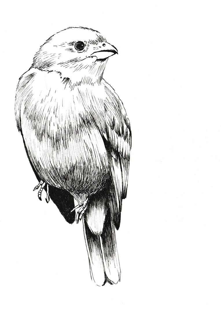 Bird, esquisse à l'encre de chine par Sandrine Mouton Illustratrice