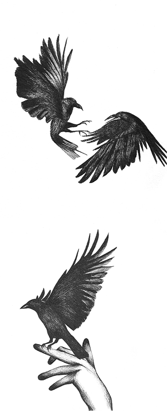Envol du corbeau - Illustration de Sandrine Mouton